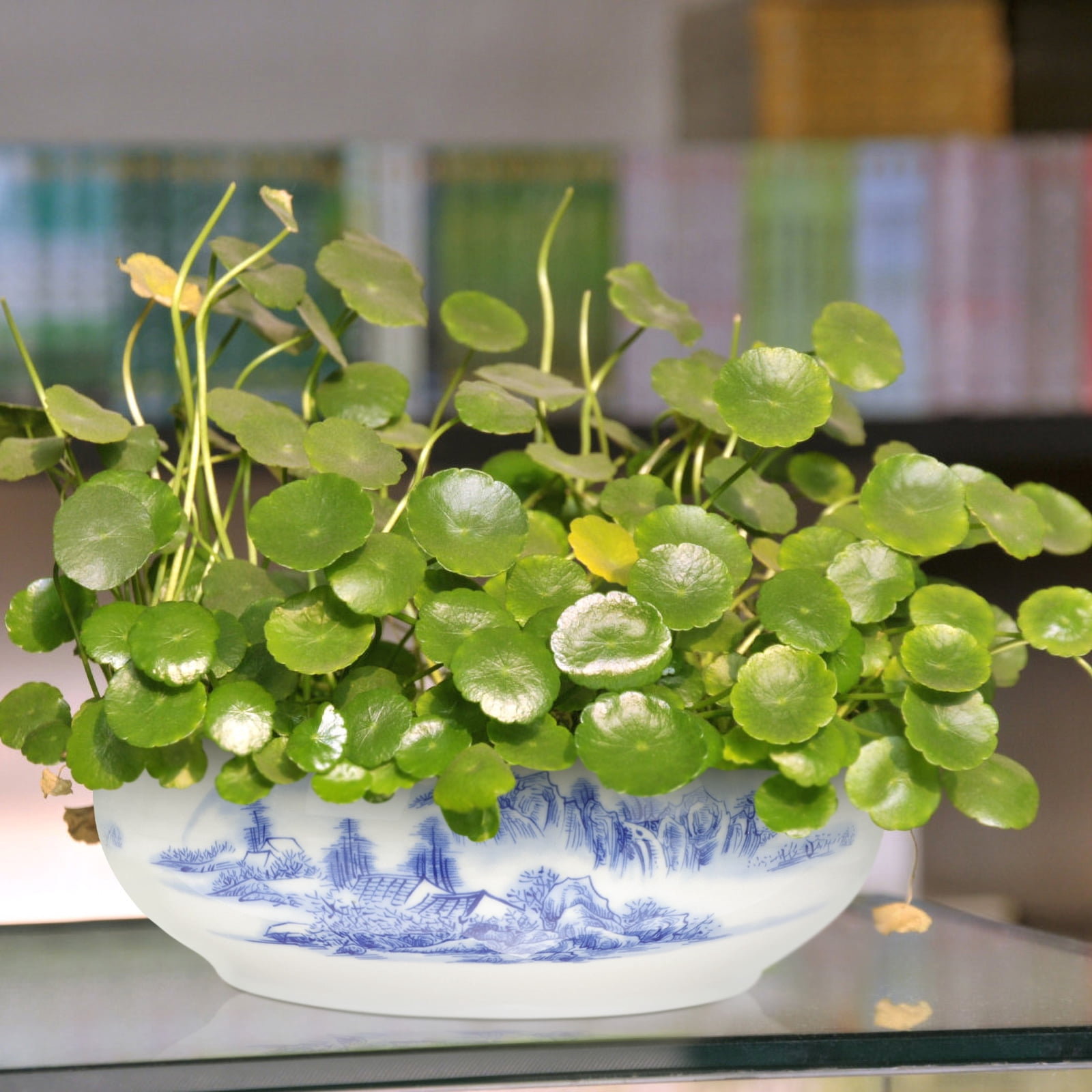 20x20cm Indoor Plant Pots Bowl for Hydroponic Plants, Flower Containers for and Decorative Use