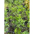thumbnail image 4 of 3 Baptisia Australis, False Indigo plants in a 4 inch pot, 4 of 5
