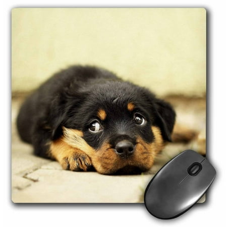 3dRose Rottweiler. Puppy. Best friend. - Mouse Pad, 8 by
