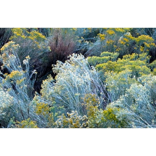100 Rubber Rabbitbrush Seeds for Planting Hardy Perennial