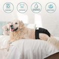 thumbnail image 4 of Paquete de 3 pañales reutilizables y lavables para perros, muy absorbentes., 4 of 5