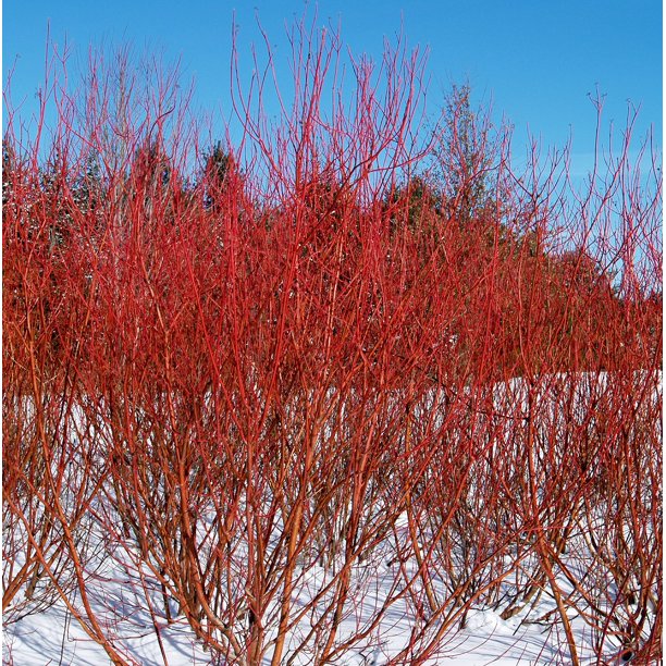 Baileyi Red Twig Dogwood 4" pot Cornus stolonifera