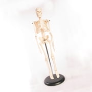 Skeleton Model，Learning Mannequin Full Body,Miniature Model, Easy to Manipulate,17 inches