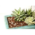 thumbnail image 5 of Perfect Plants Succulent & Cactus Soil Mix - 4 Quarts, 5 of 5