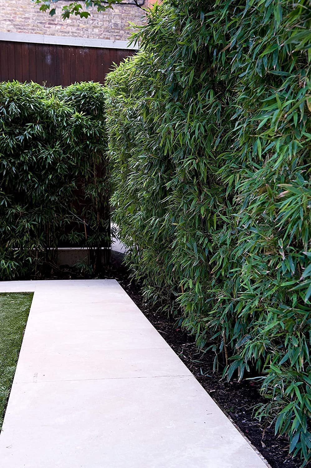 Golden Hedge Bamboo  3 Extra Large 3 Gallon Plants  Bambusa Multiplex  Clumping Non-Invasive Screening Live Bamboo