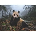 thumbnail image 3 of Giant Panda, 3 of 3