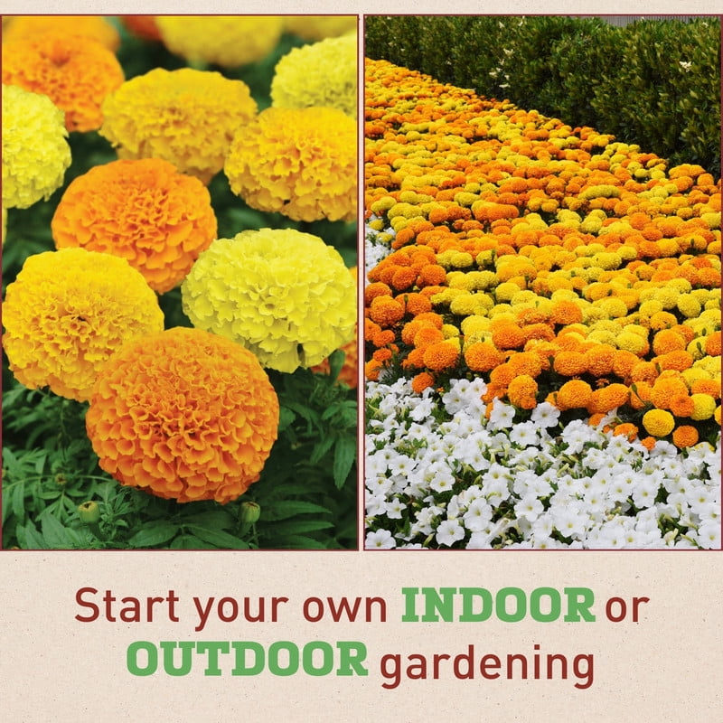 Harris Seeds Marigold Marvel II Plant Seeds - Thumbnail 2