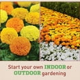 thumbnail image 5 of Harris Seeds Marigold Marvel II Mixture F1 Plant Seeds, 5 of 5