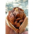 thumbnail image 4 of 5 TRUE MAHOGANY TREE Honduran Big Leaf Sky Fruit Swietenia Macrophylla Seeds, 4 of 11