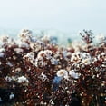 thumbnail image 4 of Black Diamond Blooms Pure White Crape Myrtle Live Shrub in 2.25-Gallon Grower Pot, 4 of 11