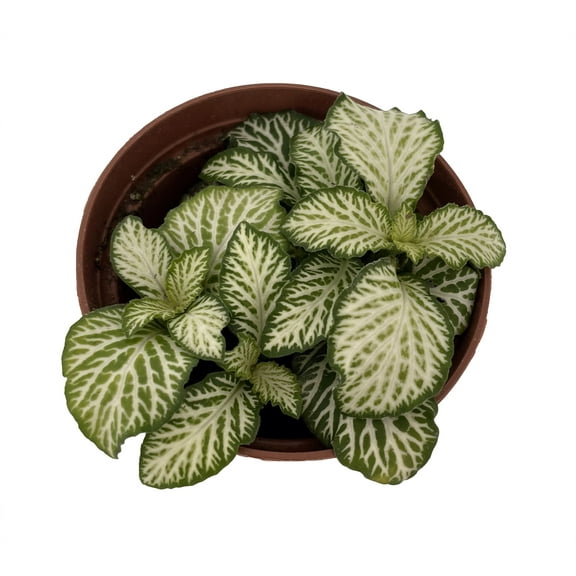 White Tiger Mini Nerve Plant - Fittonia - 2.5" Pot