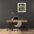 thumbnail image 3 of Talbot Frank, Christopher 15x17 White Modern Wood Framed Museum Art Print Titled - CA, Sierra Nevada Iris flower in the Sierras, 3 of 4