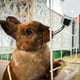 thumbnail image 3 of Accesorios Para Mascotas Dispensador Automático De Agua Con Colgador Para Botellas Apto Para Gatos, Perros, Cachorros Y Conejos, 3 of 6
