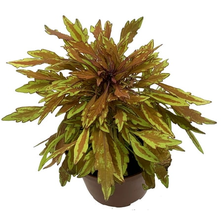 Lion's Mane Mini Copper Plant - Solenostemon  - Fiery House Plant - 2.5" Pot