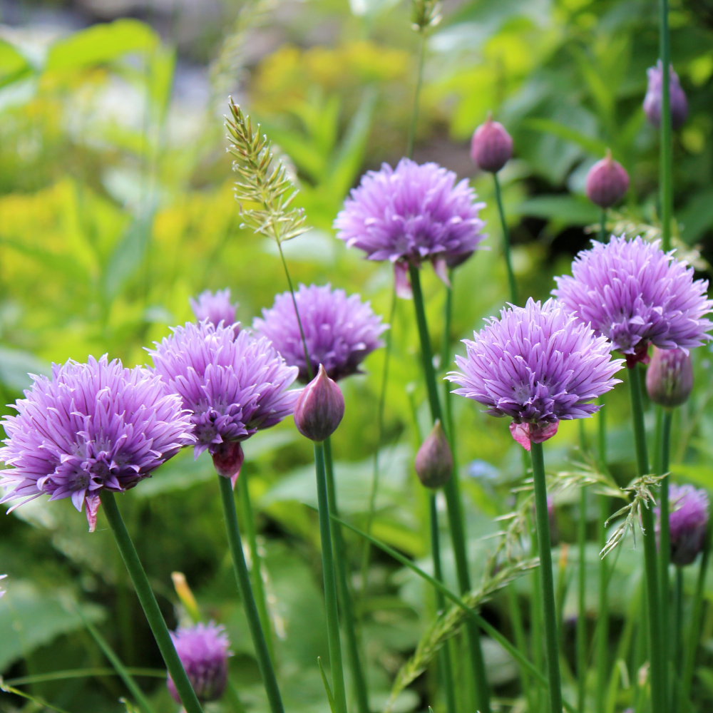 10 Chives Plants Live, Hardy Heirloom Leeks Chives Herb Well Rooted, 4-8” Tall for Gardening