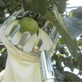 thumbnail image 3 of Portable Harvest Tool, Fruit Fruit Pickers., 3 of 5