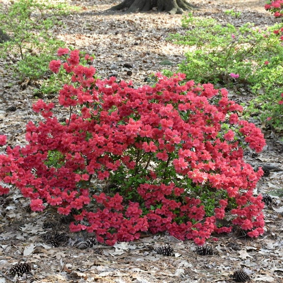 RedCrocus Girard's Crimson Azalea - Vibrant Crimson Blooming Shrub for Garden Borders & Containers 3 Gallon