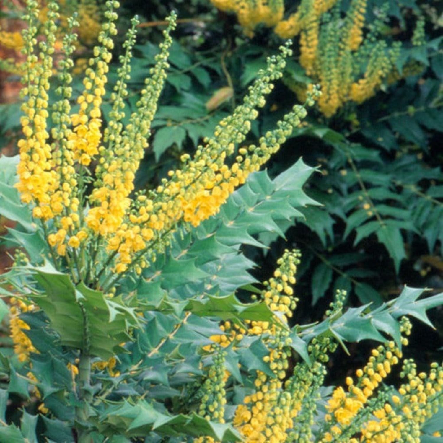Expert Gardener 1-2' Mahonia Winter Sun Live Tree in 1 gal. Grower Pot