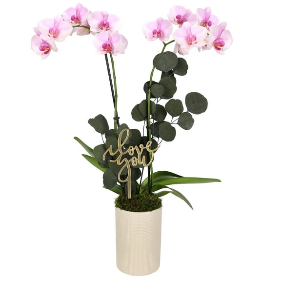5” Light Pink Orchid in White Rockefeller Planter with Preserved Eucalyptus – Love You Edition