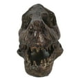 thumbnail image 6 of Faux Taxidermy Replica Velociraptor Dinosaur Head Fossil Small Skull Figurine, 6 of 11