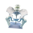 thumbnail image 2 of Yinanstore Female Pelvis Model Learning Display Medical Teaching Skeleton Medical Model Style A, 2 of 8