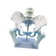 thumbnail image 2 of Modelo de Pelvis Femenina para Enseñanza Profesional Esqueleto Anatómico Humano Modelo Médico Educativo en PVC Sólido Adecuado para Formación Médica E Estilo A, 2 of 8