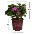thumbnail image 2 of Encore Azalea Autumn Lilac (1 Gallon) Purple Flowering Shrub - Full Sun Live Outdoor Plant, 2 of 11
