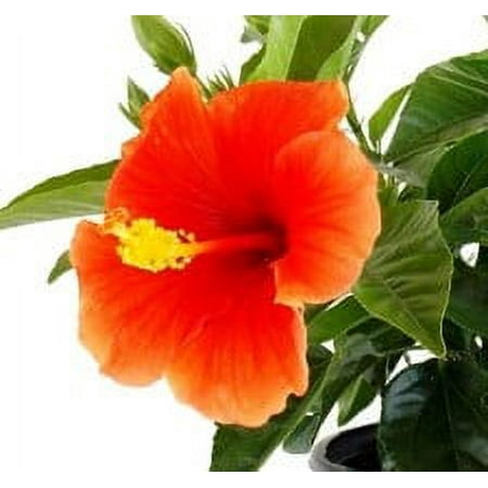 Island Blooms tropical flowering 1.0Qt Hibiscus