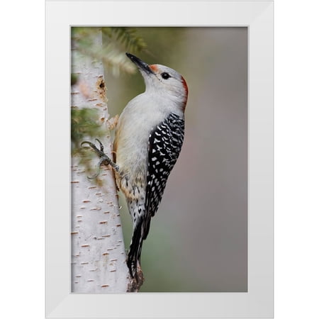 Jones, Adam 11x14 White Modern Wood Framed Museum Art Print Titled - Female Red-bellied woodpecker-Melanerpes carolinus and red berries-Kentucky