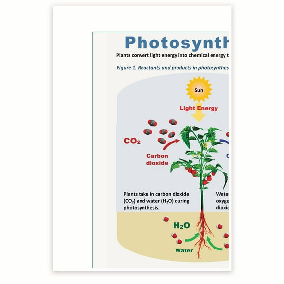 Bliss Monkey Co. Photosynthesis - 12 x 18 Inch Poster - Unframed - Premium 100lb Gloss - Made In USA - BMCP0530