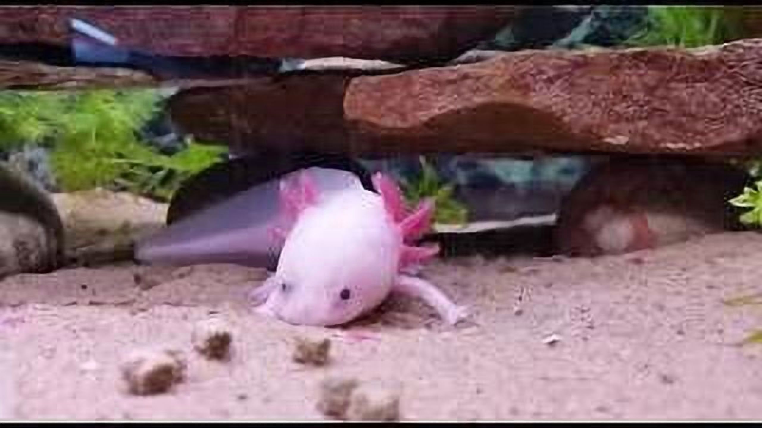 Axolotl Food - 3/16" Rangen's Premium Soft Moist Sinking Pellets for Axolotls, Salamanders, Shrimp, Snails & ALL Tropical Fish - 3-lbs