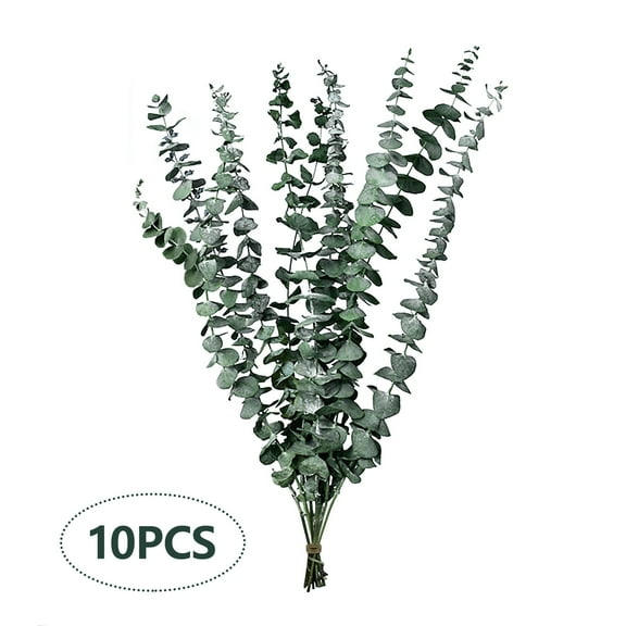 10 Pcs Dried Eucalyptus Stems 13.8"-17.7" Real Eucalyptus for Shower Hanging 100% Made from Fresh Leaves, Wedding, Home, Farmhouse, DIY Spring Decor Bathroom Decor Home Decor