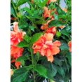 thumbnail image 5 of Tropical Plants of Florida 38" to 44" Braided Double Peach Hibiscus Tree, 10 in Grower Pot, 1 Count, Attract Bees, 5 of 6