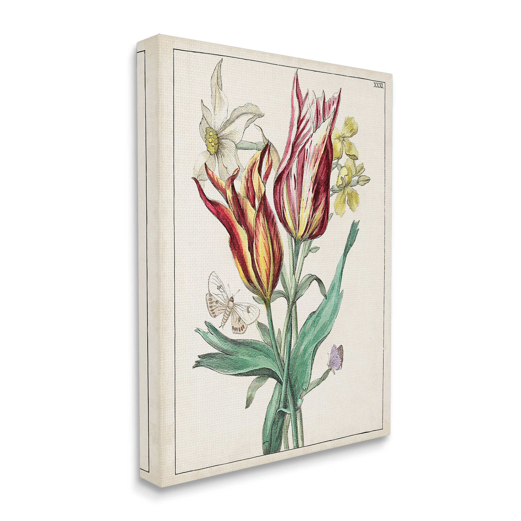 Stupell Industries Tulips & Moths Study Botanical & Floral Painting Gallery Wrapped Canvas Art Print Wall Art, 16 x 20
