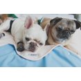 thumbnail image 2 of Coussin de Couverture Dog Lavable wondersTM, 2 of 4