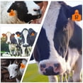 thumbnail image 4 of Hytrove 100Ud Etiquetas Para Orejas De En Tpu Para Manejo De Ganado, 4 of 8