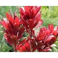 thumbnail image 3 of Hawaiian Red Ti Leaf Plant Cuttings  1 Pk  (2 per Pack) Sun, 3 of 6