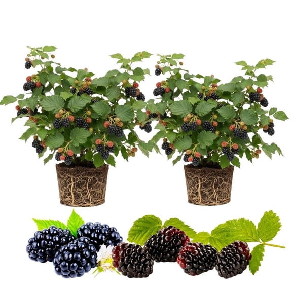 Set 2 Boysenberry Live Plant, 4-7 Inches Tall, Hardy Berry Bush, Berry Fruit Plants Live for Planting In Garden