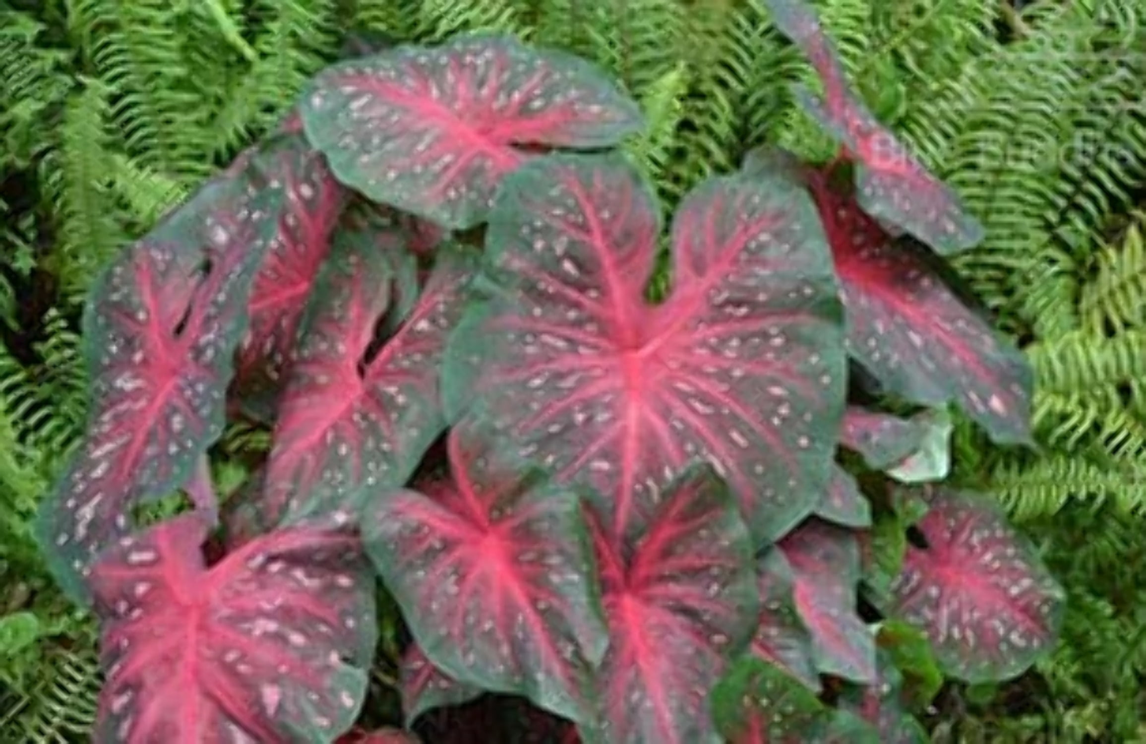 Caladium Red Mix (All Red Varieties 5 Bulbs) | PREORDER - Blue Buddha Farm
