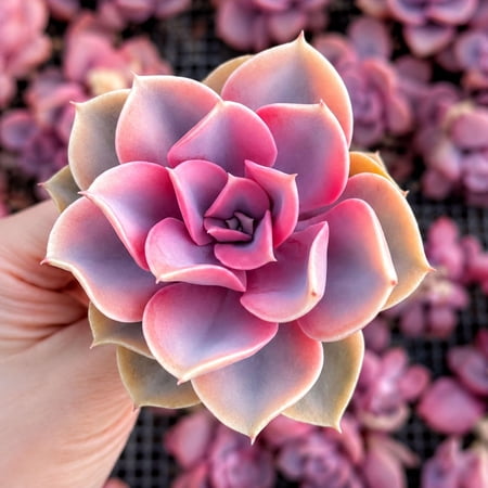 Rare Succulents - Echeveria Rainbow Variegated
