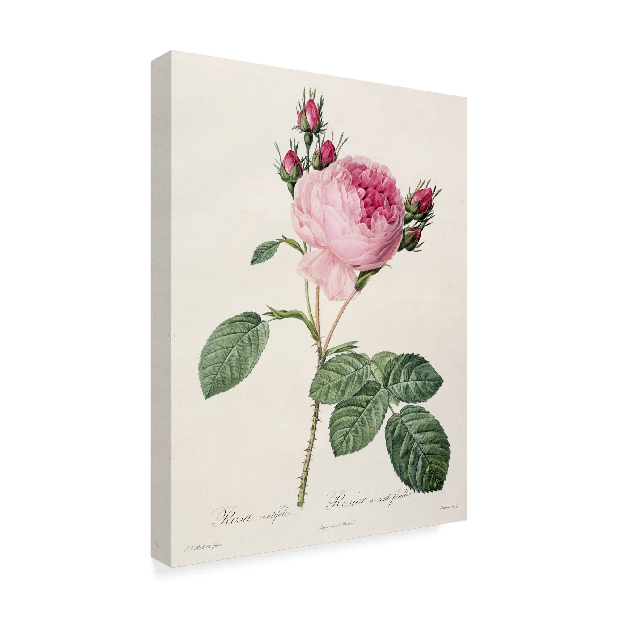 Redouté's Roses by Pierre Joseph Redouté – The Botanics Shop