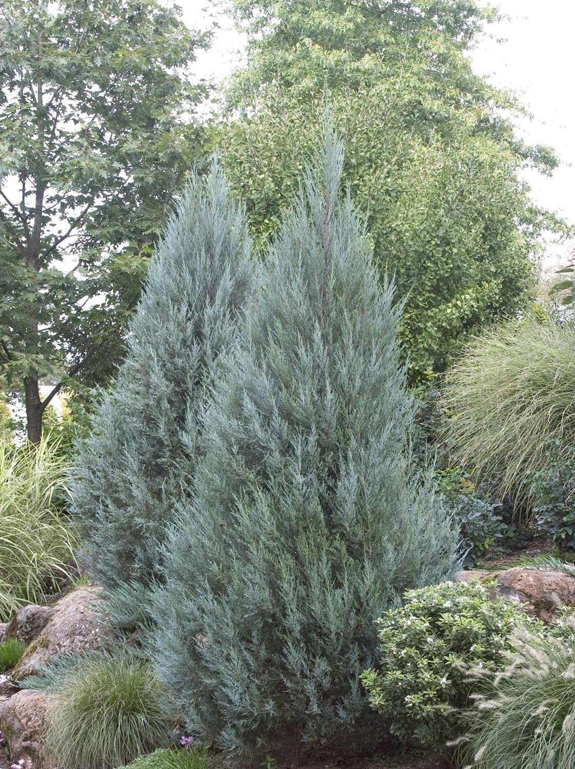 Wichita Blue Juniper  3 Live Gallon Size Trees  Juniperus Scopulorum  Evergreen Screening Hedging Plant