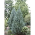 thumbnail image 6 of Wichita Blue Juniper  2 Live Gallon Size Trees  Juniperus Scopulorum  Evergreen Screening Hedging Plant, 6 of 8