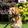 thumbnail image 4 of The Company of Animals Halti Headcollar  for Dogs, Black, 3-Size, 4 of 5