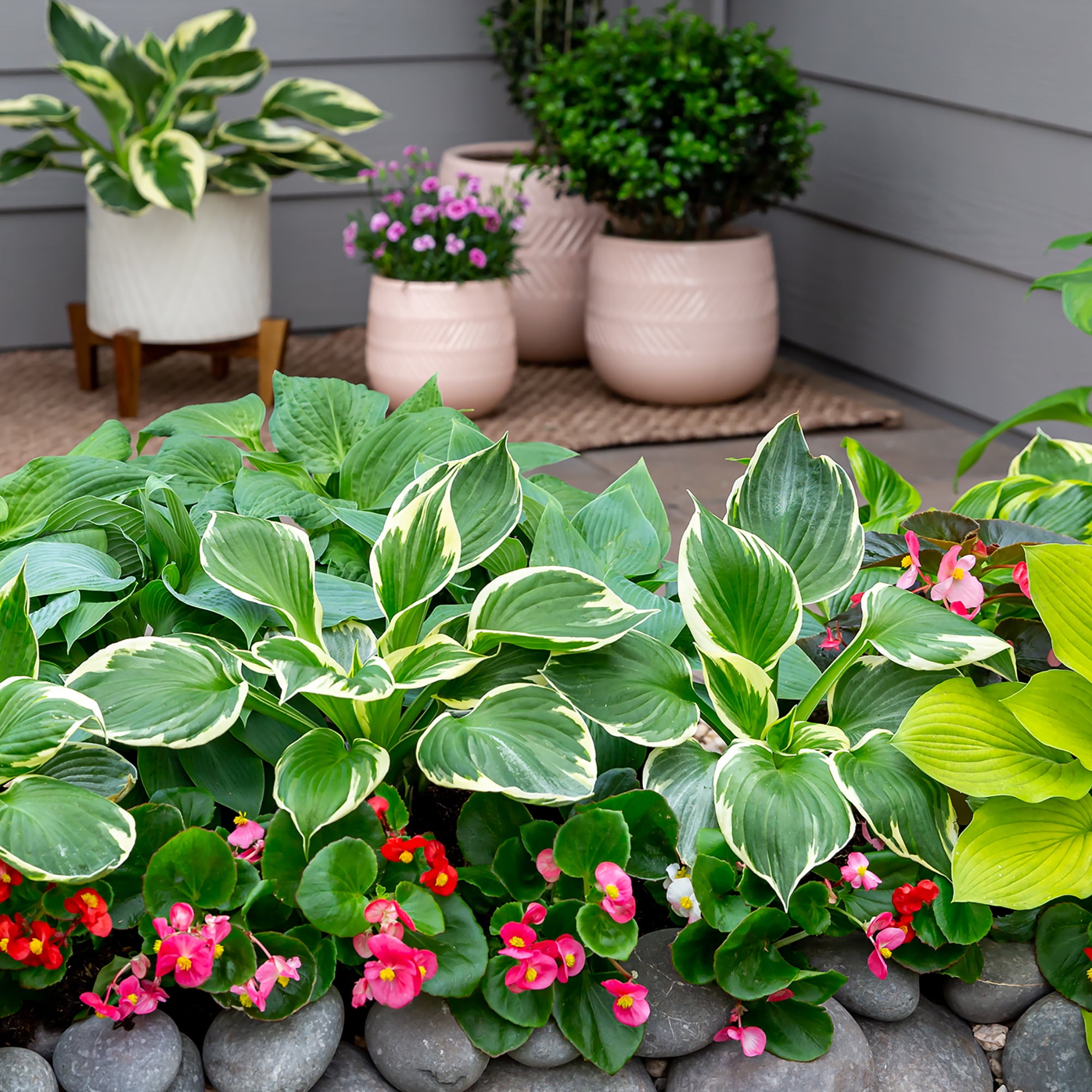 Expert Gardener 2QT Blue Sieboldiana Elegans Hosta Live Perennial Plant Sun 3-Pack