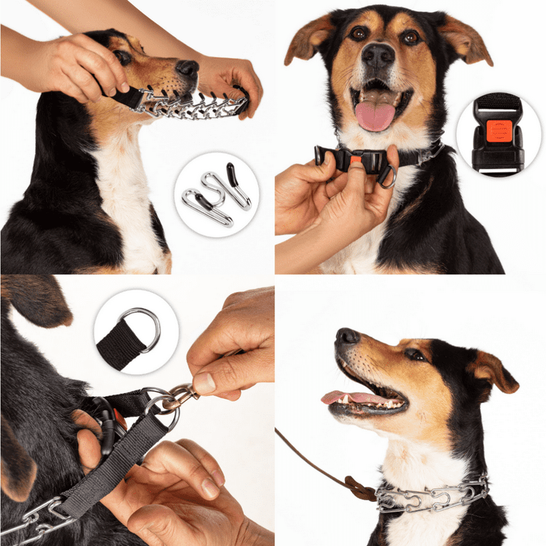 Prong collar cheap on dog