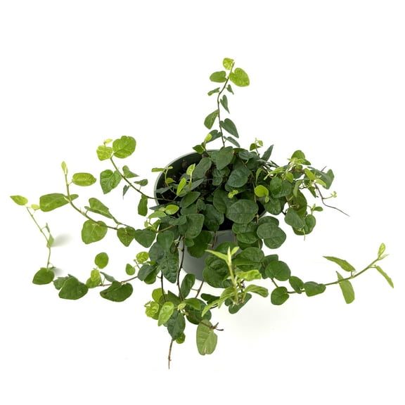 Creeping Fig Houseplants Ficus Pumila, 4" Pot