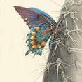 thumbnail image 2 of Liama, Lily 15x15 Black Ornate Wood Framed with Double Matting Museum Art Print Titled - Majestic Butterfly I, 2 of 4
