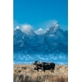 thumbnail image 2 of Garber, Howie 13x18 Black Ornate Wood Framed with Double Matting Museum Art Print Titled - Bull moose portrait with Grand Teton Mountain and National Park in background-Wyoming, 2 of 4