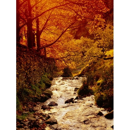 Fall Foliage and Running Stream, Grindsbrook Edale, Peak District, Derbyshire, England, UK Print Wall Art By David